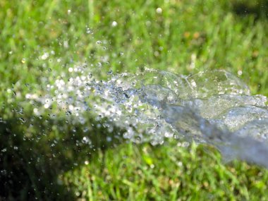 Güzel yeşil çimenler ve sularken berrak bir su akıntısı