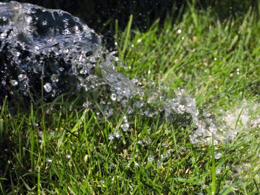 Güzel yeşil çimenler ve sularken berrak bir su akıntısı