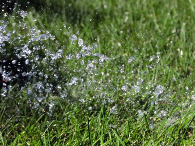 Güzel yeşil çimenler ve sularken berrak bir su akıntısı