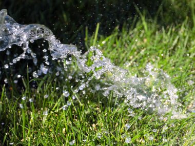 Güzel yeşil çimenler ve sularken berrak bir su akıntısı