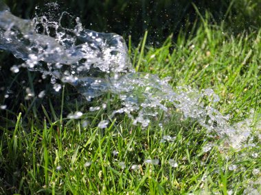 Güzel yeşil çimenler ve sularken berrak bir su akıntısı
