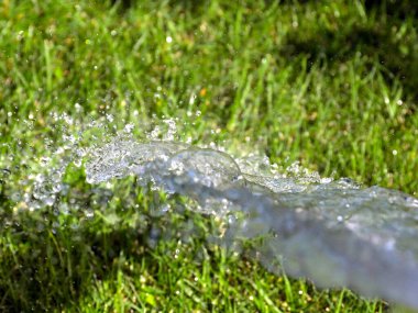 Güzel yeşil çimenler ve sularken berrak bir su akıntısı