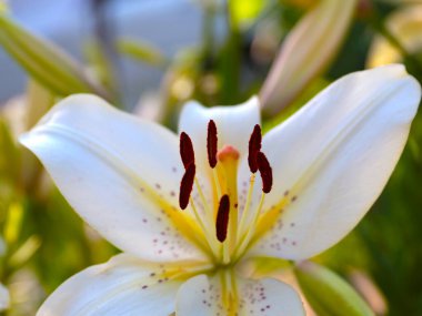 Güzel beyaz zambak çiçeği bir bahçe parkı peyzajının bir parçası olarak