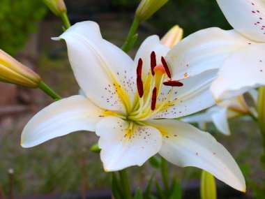 Güzel beyaz zambak çiçeği bir bahçe parkı peyzajının bir parçası olarak