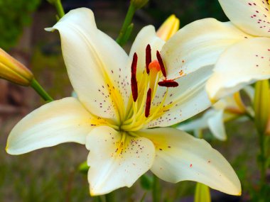 Güzel beyaz zambak çiçeği bir bahçe parkı peyzajının bir parçası olarak