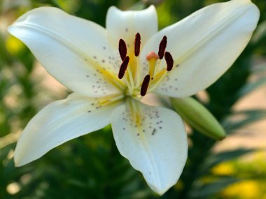 Güzel beyaz zambak çiçeği bir bahçe parkı peyzajının bir parçası olarak