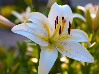 Güzel beyaz zambak çiçeği bir bahçe parkı peyzajının bir parçası olarak