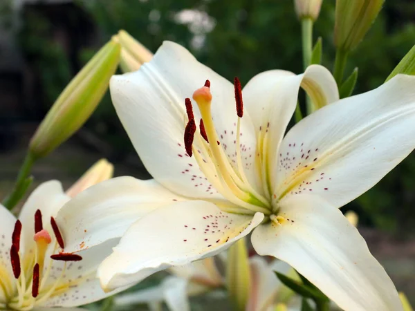 Belle Fleur Lys Blanc Dans Cadre Aménagement Paysager Parc Jardin — Photo