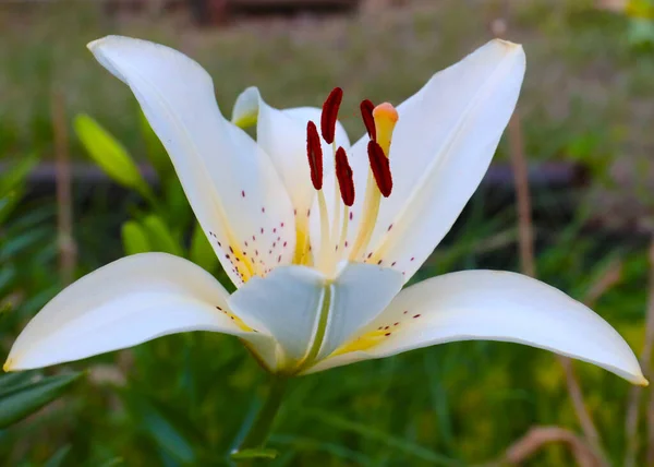 Vacker Vit Lilja Blomma Som Del Trädgård Park Landskapsarkitektur — Stockfoto