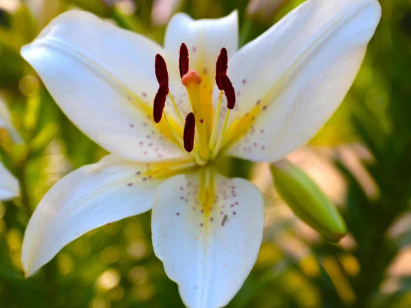 Güzel Beyaz Zambak Çiçeği Bir Bahçe Parkı Peyzajının Bir Parçası — Stok fotoğraf