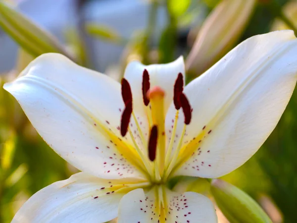 Krásná Bílá Lilie Květina Jako Součást Zahradního Parku Krajinářství — Stock fotografie