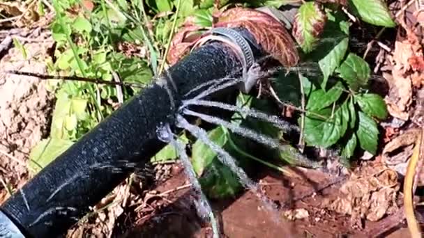 Strumienie Czystej Wody Wylewające Się Otworów Otworów Starego Gumowego Węża — Wideo stockowe