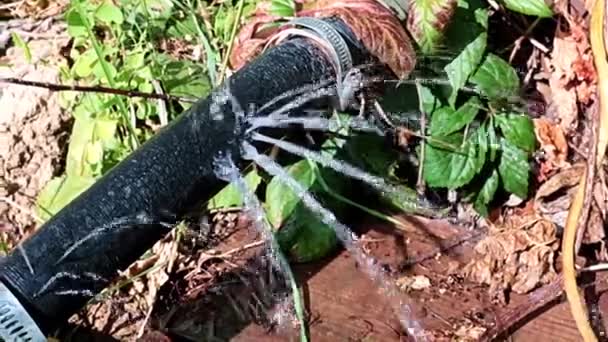 Eski Kauçuk Hortumun Deliklerinden Açıklarından Temiz Fışkırıyor — Stok video