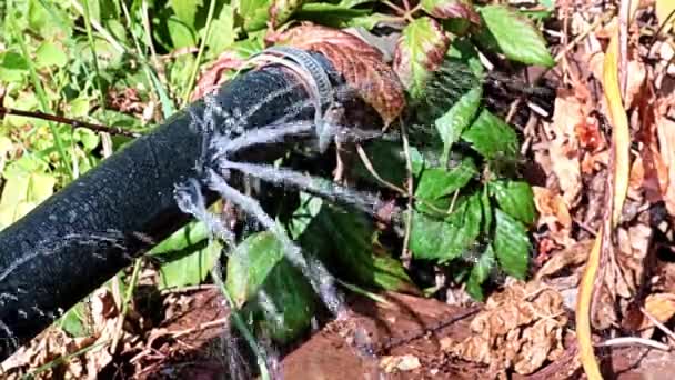 Getti Acqua Pulita Che Fuoriescono Dai Fori Dalle Aperture Del — Video Stock