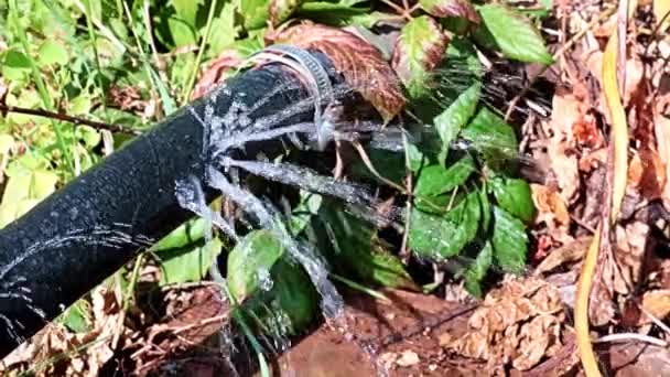 Chorros Agua Limpia Que Salen Los Agujeros Aberturas Manguera Goma — Vídeo de stock