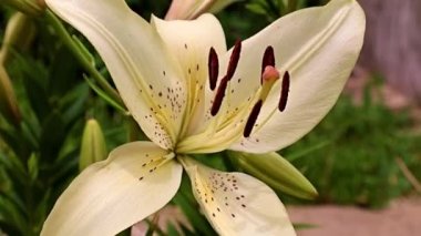 Çiçek tarlasında beyaz zambak