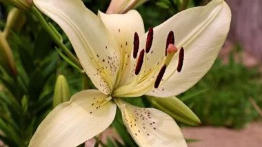 Çiçek tarlasında beyaz zambak