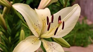 Çiçek tarlasında beyaz zambak