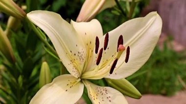 Çiçek tarlasında beyaz zambak