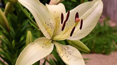 Çiçek tarlasında beyaz zambak