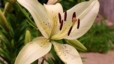 Çiçek tarlasında beyaz zambak