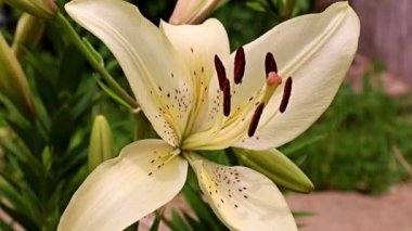 Çiçek tarlasında beyaz zambak