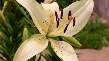 Çiçek tarlasında beyaz zambak