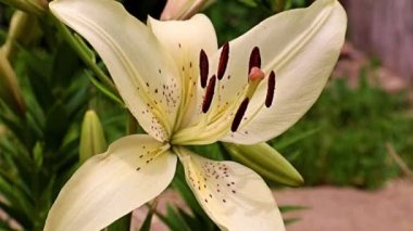 Çiçek tarlasında beyaz zambak