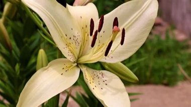 Çiçek tarlasında beyaz zambak