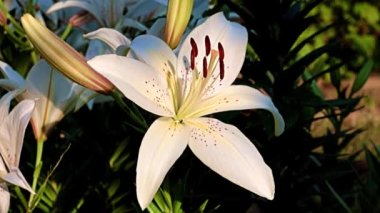 Çiçek tarlasında beyaz zambak