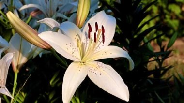 Çiçek tarlasında beyaz zambak