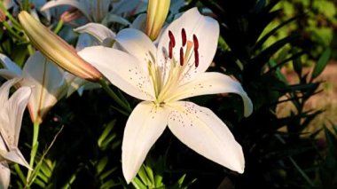 Çiçek tarlasında beyaz zambak