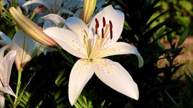 Çiçek tarlasında beyaz zambak