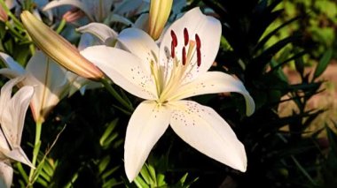 Çiçek tarlasında beyaz zambak