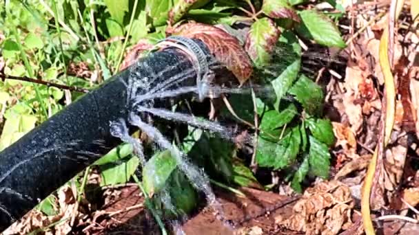 Eski Kauçuk Hortumun Deliklerinden Açıklarından Temiz Fışkırıyor — Stok video