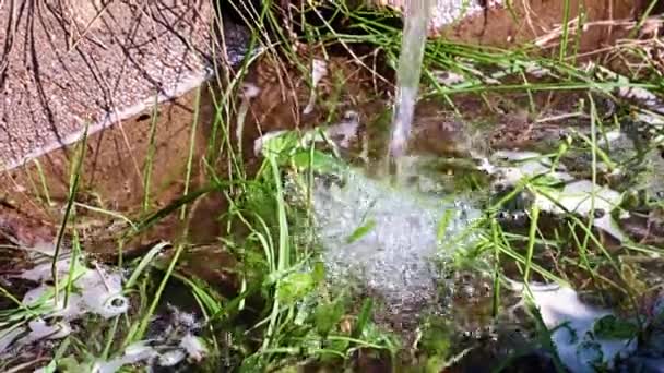 観賞用植物や草で花壇に水をやるときのきれいな水の流れ — ストック動画