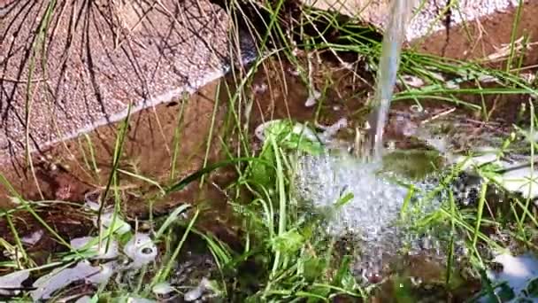 用观赏植物和草浇灌花坛时 清澈清澈的水流 — 图库视频影像