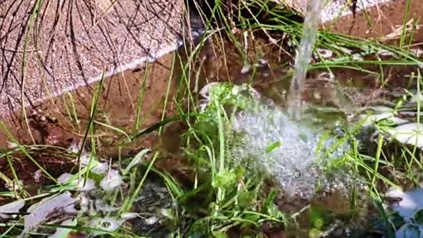 観賞用植物や草で花壇に水をやるときのきれいな水の流れ — ストック動画