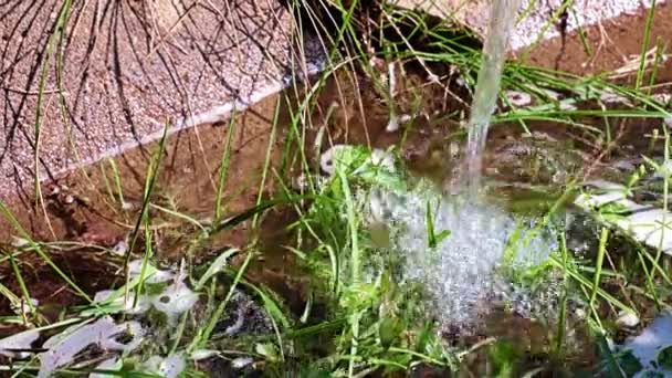 Strumień Czystej Wody Podczas Podlewania Kwietnika Roślinami Ozdobnymi Trawą — Wideo stockowe