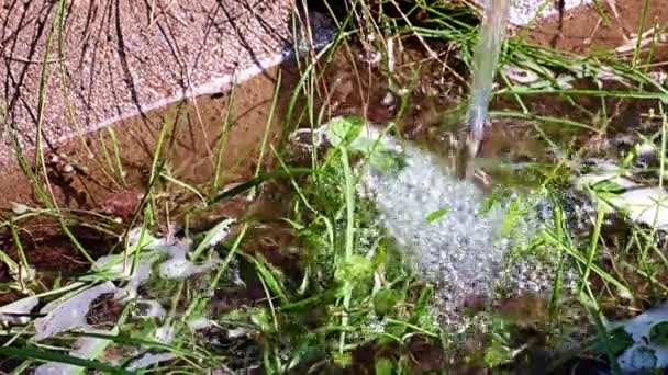 Bir Çiçek Tarlasını Süs Bitkileri Otlarla Sularken Temiz Berrak Bir — Stok video