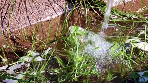 観賞用植物や草で花壇に水をやるときのきれいな水の流れ — ストック動画