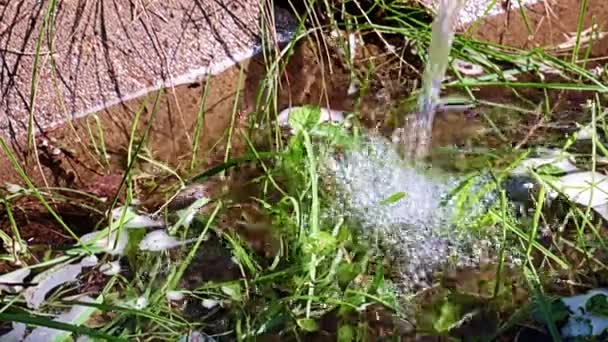Strumień Czystej Wody Podczas Podlewania Kwietnika Roślinami Ozdobnymi Trawą — Wideo stockowe