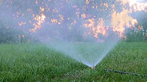 Klart Vattenflöde Vid Bevattning Gräs Med Plastspruta — Stockvideo
