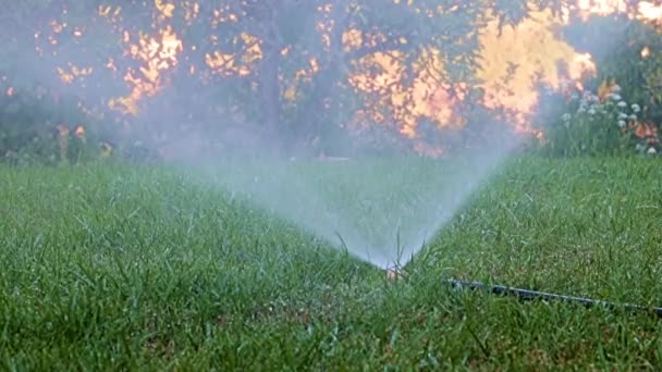 Klarer Wasserdurchfluss Beim Bewässern Von Gras Mit Einem Kunststoffsprüher — Stockvideo