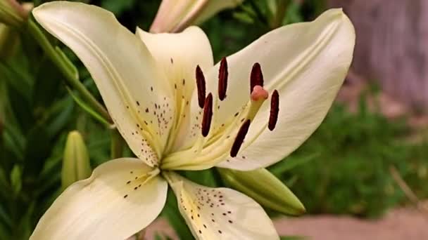Beautiful Flower White Lily Lawn Flower Bed — Stock Video