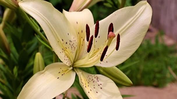 Hermosa Flor Lirio Blanco Lecho Flores Césped — Vídeo de stock