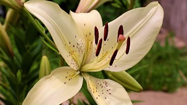 Beautiful Flower White Lily Lawn Flower Bed — Stock Video