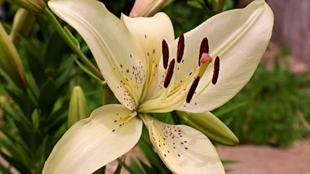 Красива Квітка Біла Лілія Квітковій Клумбі — стокове відео
