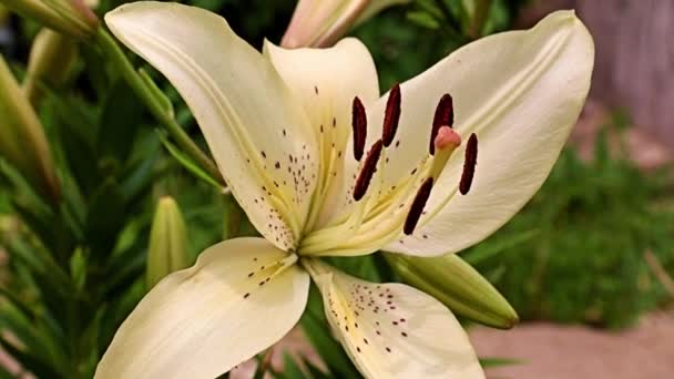 Beautiful Flower White Lily Lawn Flower Bed — Stock Video