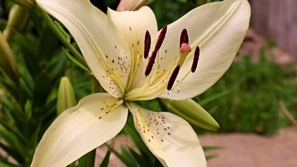 Beautiful Flower White Lily Lawn Flower Bed — Stock Video